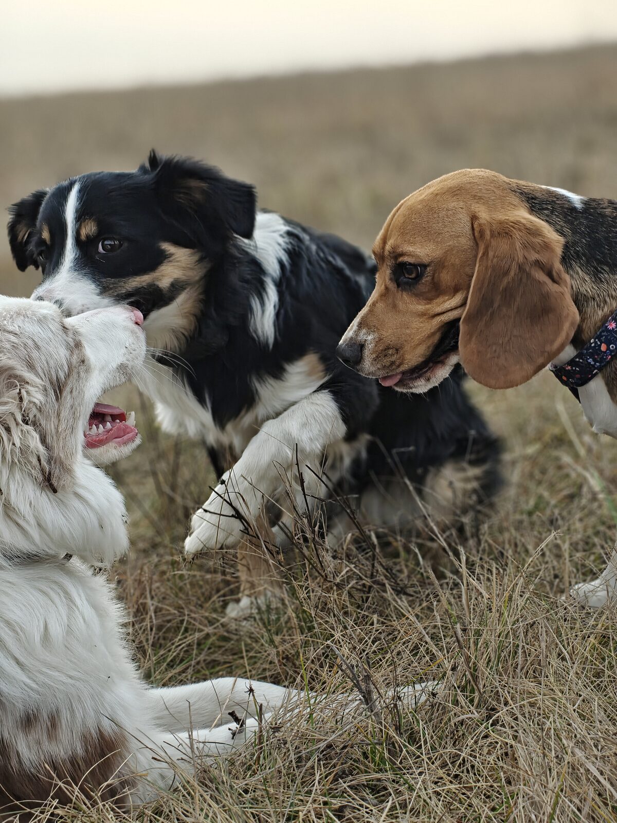 Pejsci si hrají v přírodě