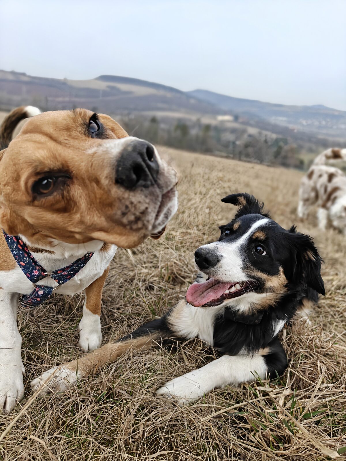 Amálka s kamarádem na procházce v kopcích