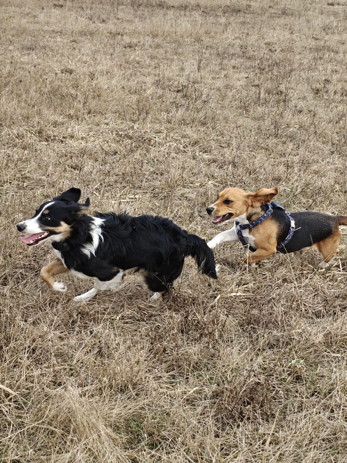 Pejsci běží v poli