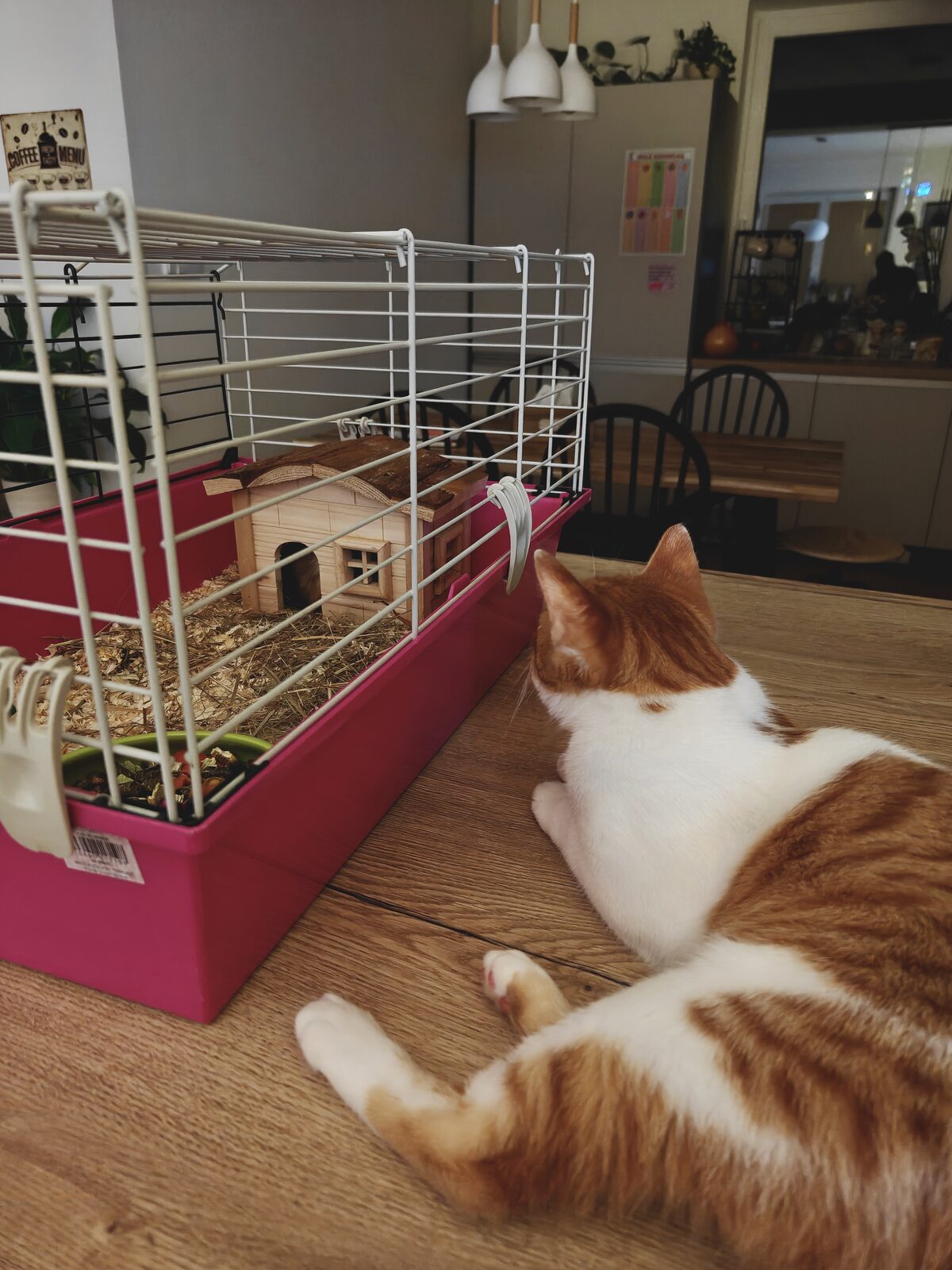 Kocourek sleduje klec s morčetem