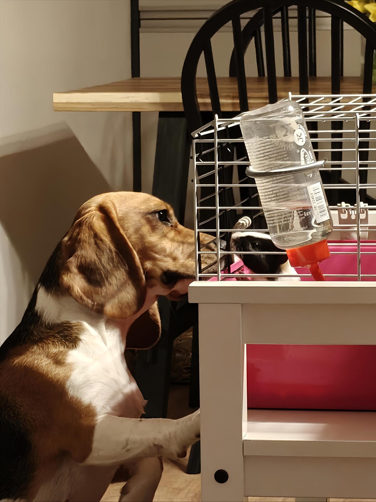 Amálka sleduje morčátko v kleci