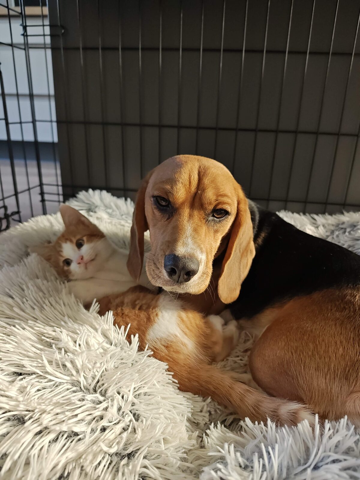 Amálka s kocourkem v pelíšku