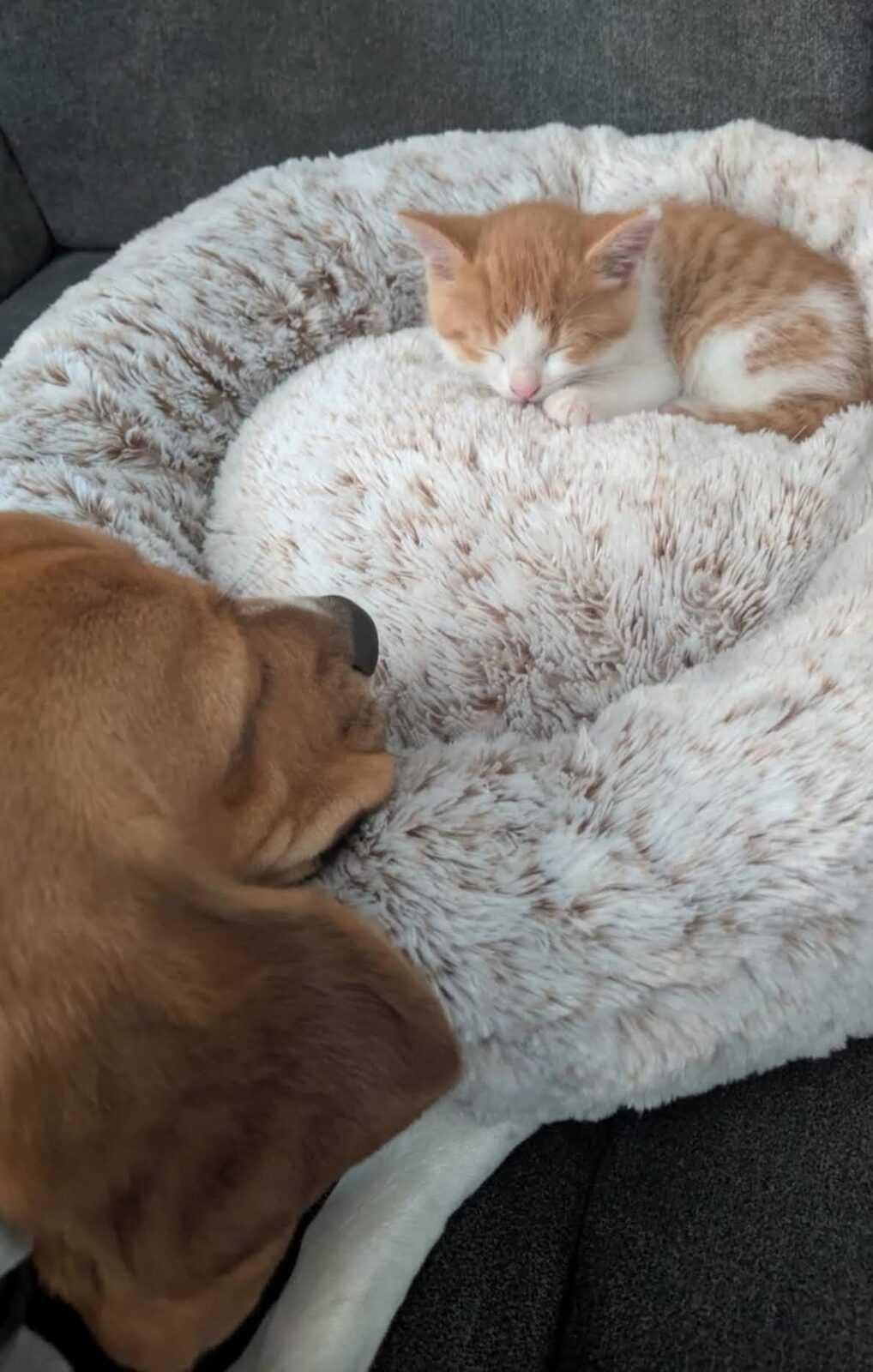 Amálka hlídá spící kotě